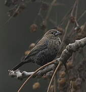 Blue-black Grassquit