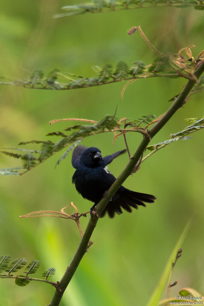 Jacarini noir mâle adulte, identification