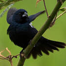 Jacarini noir