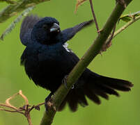 Blue-black Grassquit