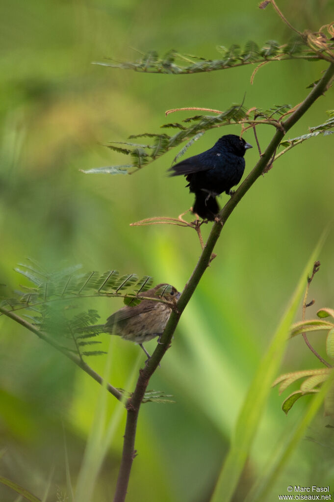 Blue-black Grassquitadult