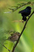 Blue-black Grassquit