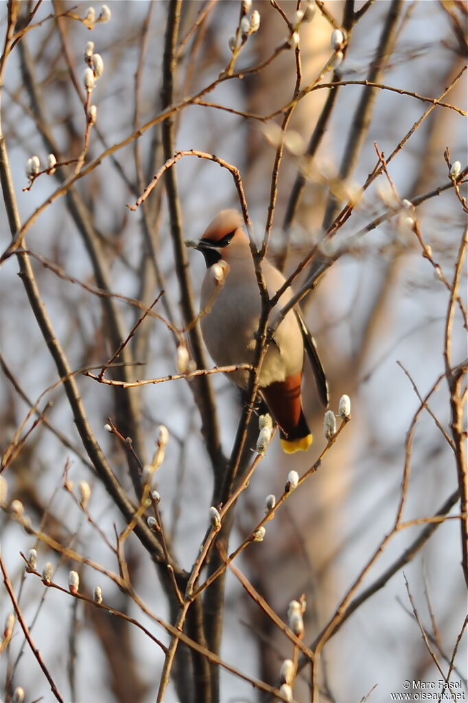 Bohemian Waxwingadult breeding, identification, feeding habits