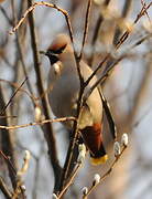 Bohemian Waxwing