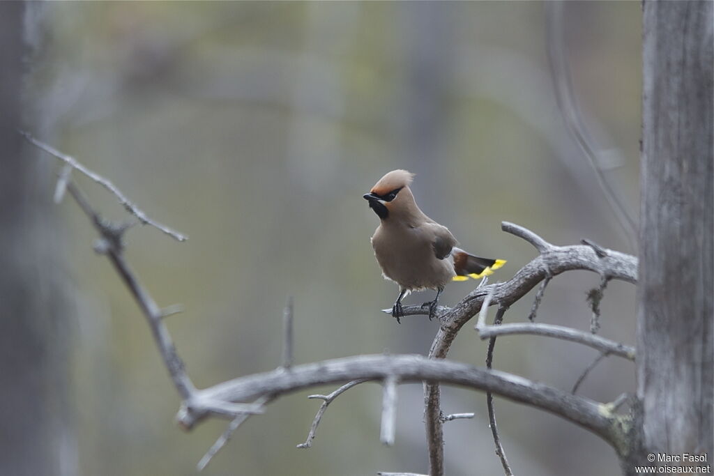 Bohemian Waxwingadult breeding, identification