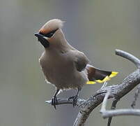 Bohemian Waxwing