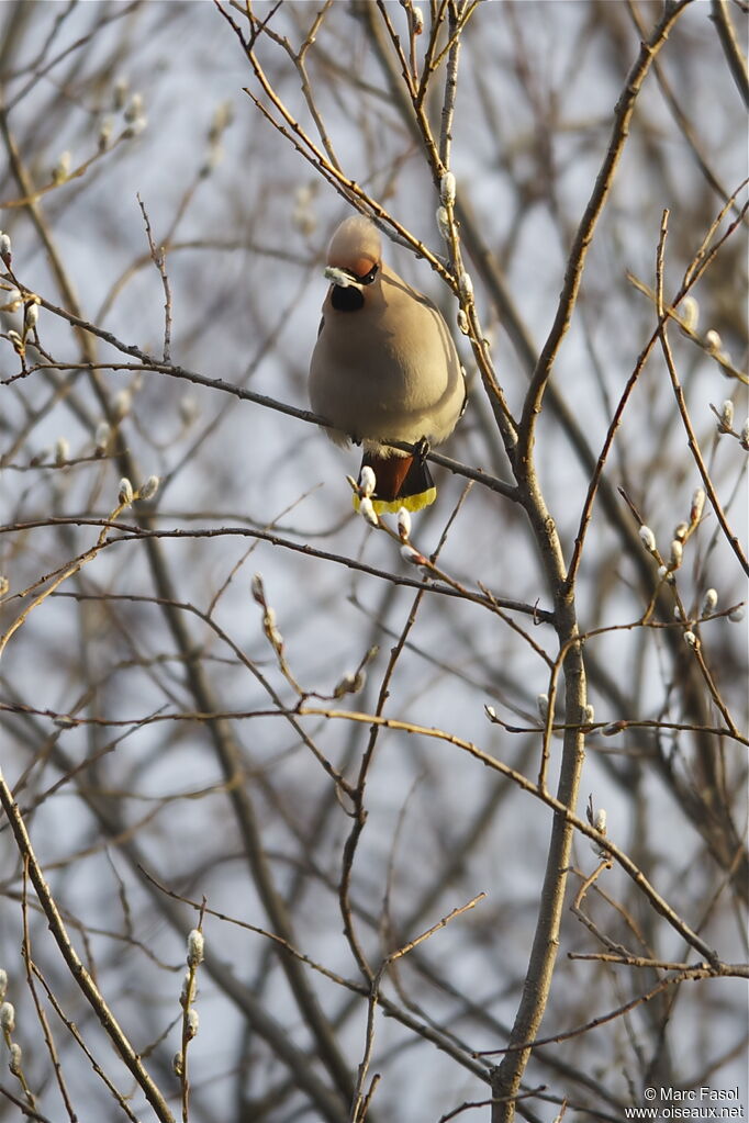 Bohemian Waxwingadult, identification, feeding habits