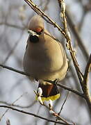 Bohemian Waxwing