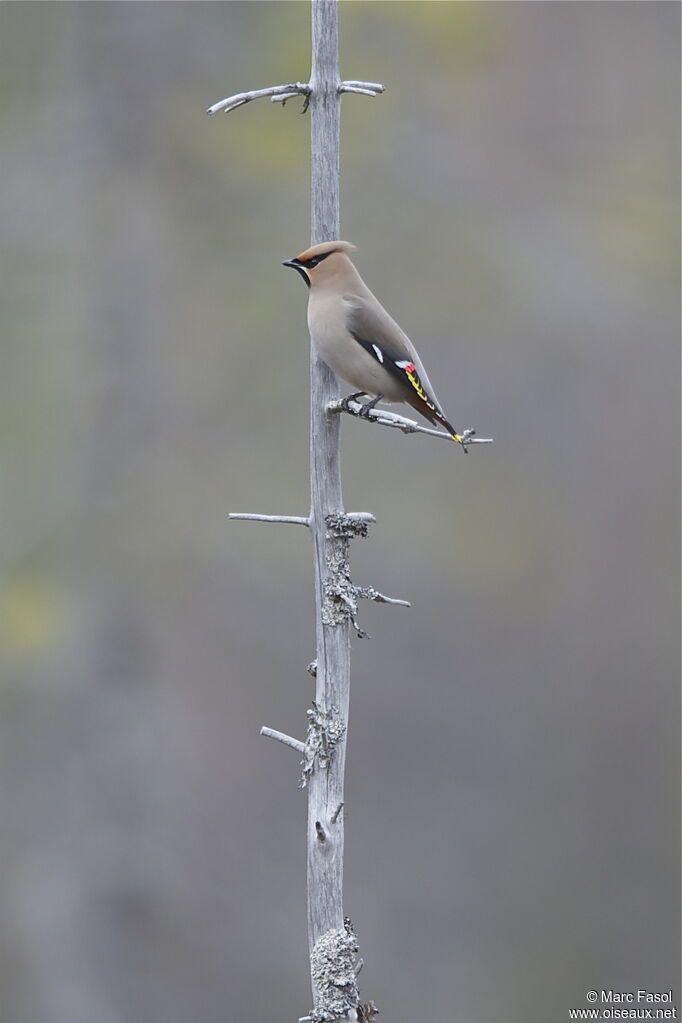 Bohemian Waxwingadult, identification