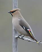 Bohemian Waxwing