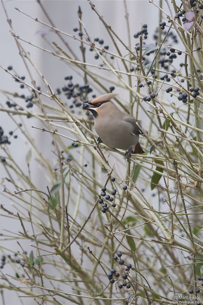 Bohemian Waxwing, identification, feeding habits