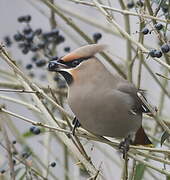 Bohemian Waxwing