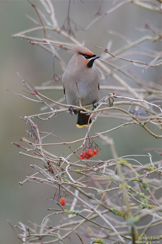 Bohemian Waxwing, identification, feeding habits