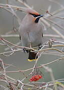 Bohemian Waxwing