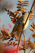 Bohemian Waxwing