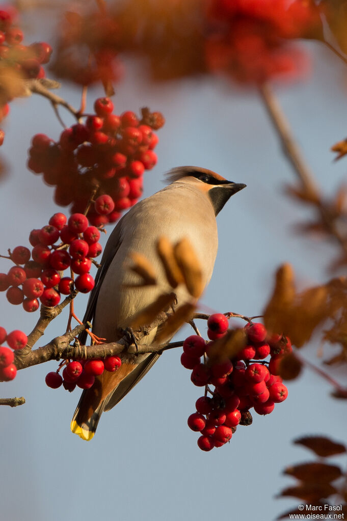 Bohemian Waxwingadult, identification, feeding habits