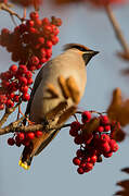 Bohemian Waxwing