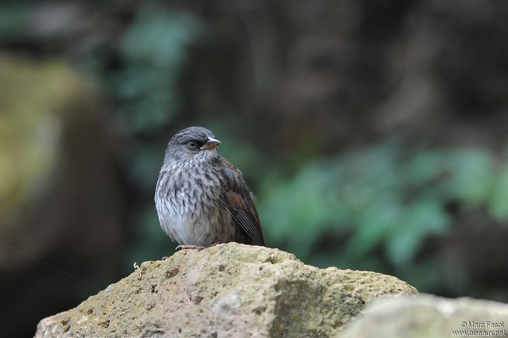 Yellow-eyed Juncojuvenile, identification