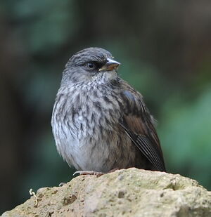 Junco aux yeux jaunes