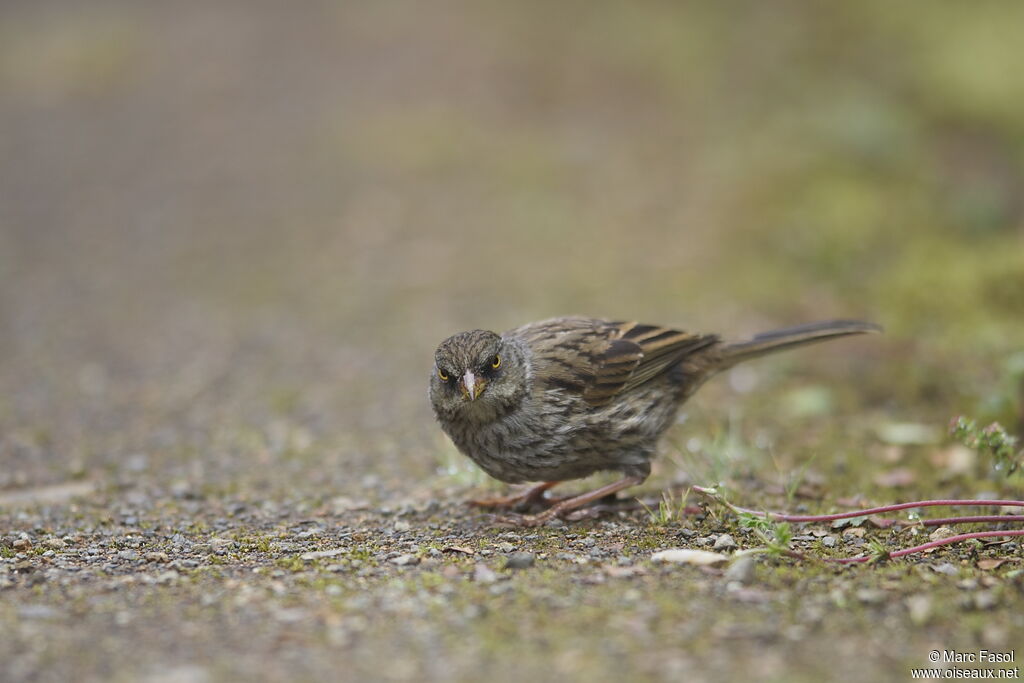 Junco des volcansadulte, identification