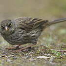 Junco des volcans