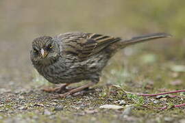 Volcano Junco