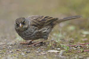 Junco des volcans