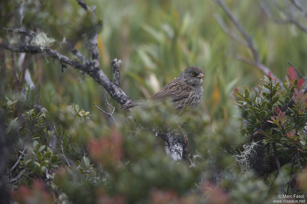 Junco des volcansadulte, identification