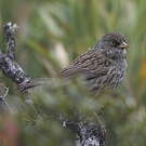 Junco des volcans