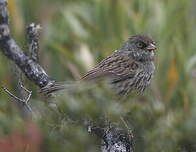 Junco des volcans