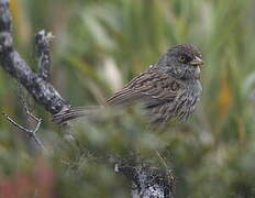 Volcano Junco