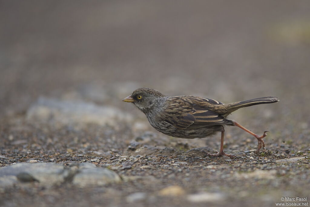 Junco des volcansadulte, identification, Comportement