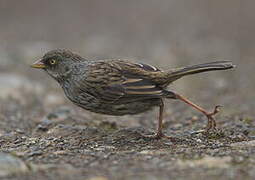 Volcano Junco