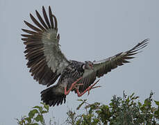 Southern Screamer