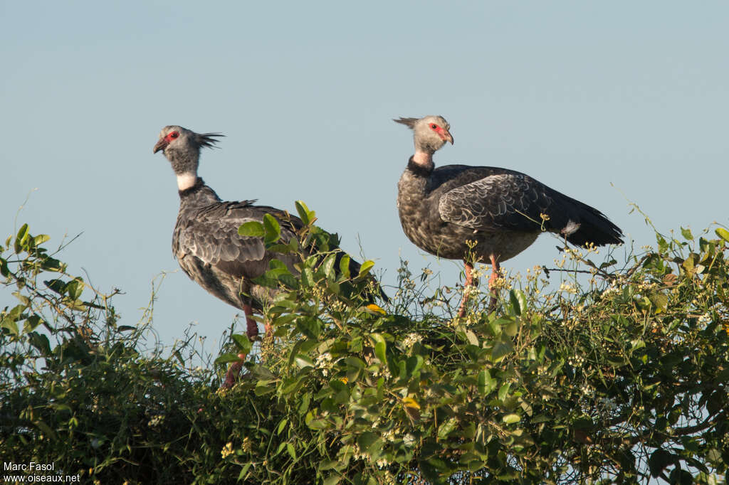 Southern Screameradult, Behaviour