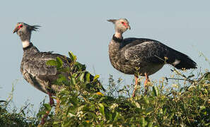 Southern Screamer