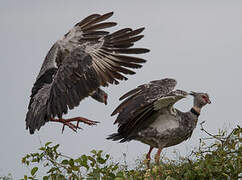 Southern Screamer