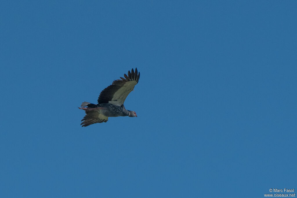 Southern Screameradult, Flight