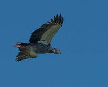 Southern Screamer