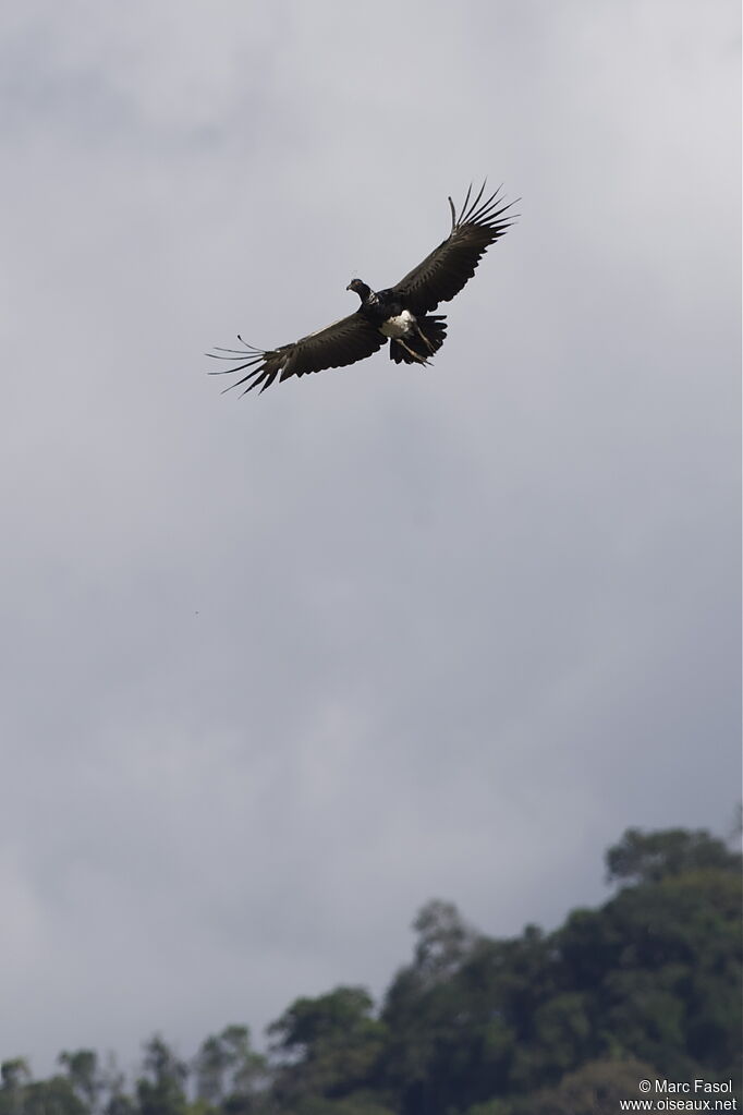 Horned Screamer, Flight