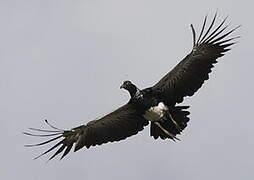 Horned Screamer