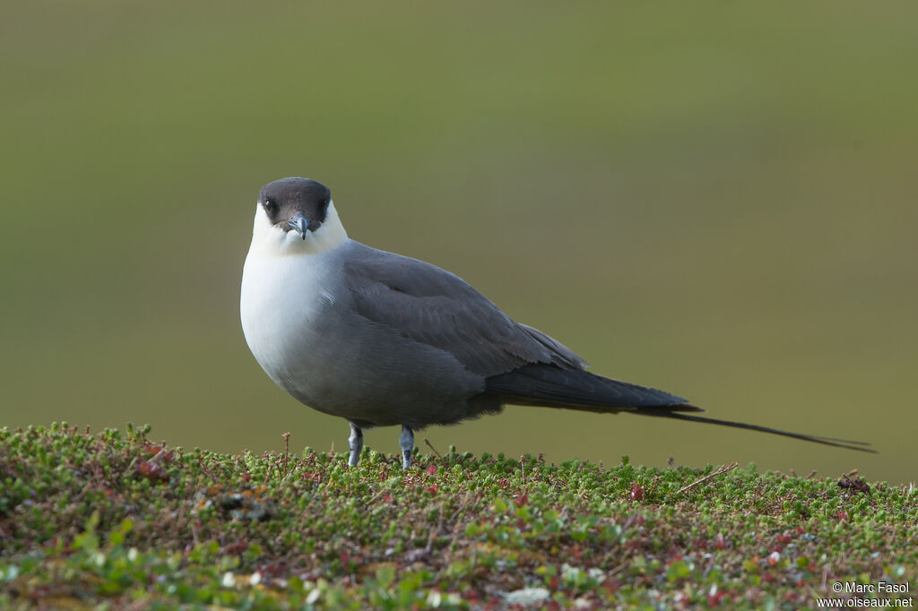 Long-tailed Jaegeradult breeding, identification