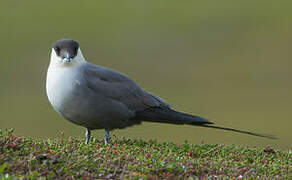 Long-tailed Jaeger