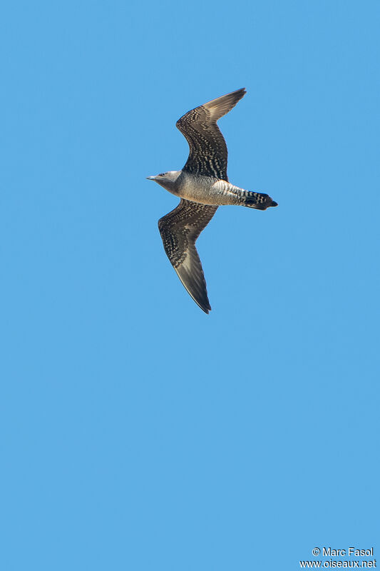 Long-tailed Jaegerjuvenile, Flight