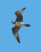 Long-tailed Jaeger