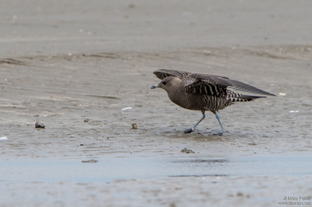 Long-tailed Jaegerjuvenile, identification, walking