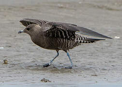 Long-tailed Jaeger