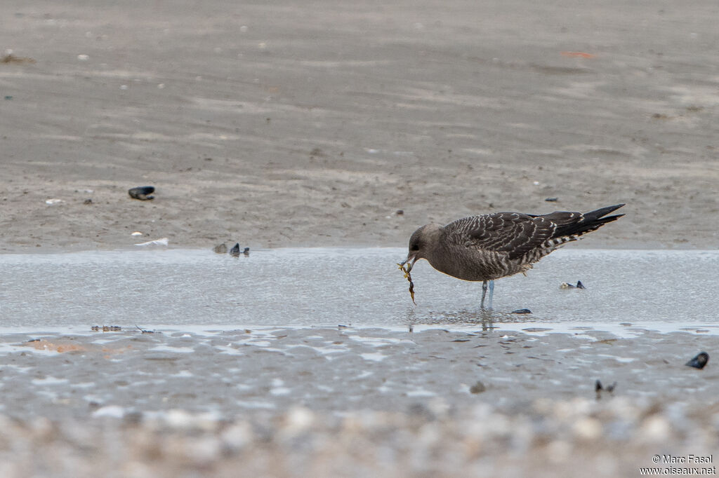 Labbe à longue queuejuvénile, identification, mange