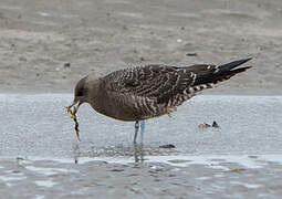 Long-tailed Jaeger