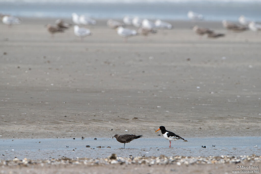 Long-tailed Jaegerjuvenile, identification, eats